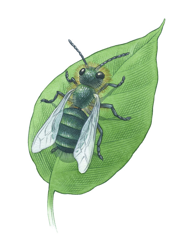 How to Attract Mason Bees A Beneficial Pollinator Mother Earth News